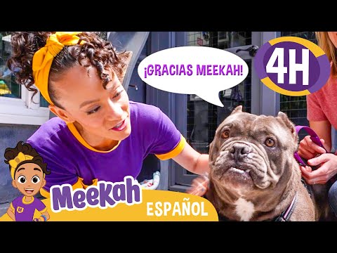 ¡Meekah Pasa el Tiempo con los Animales de la Fundación Lange! | 💜¡Hola Meekah!💜Amigos de Blippi