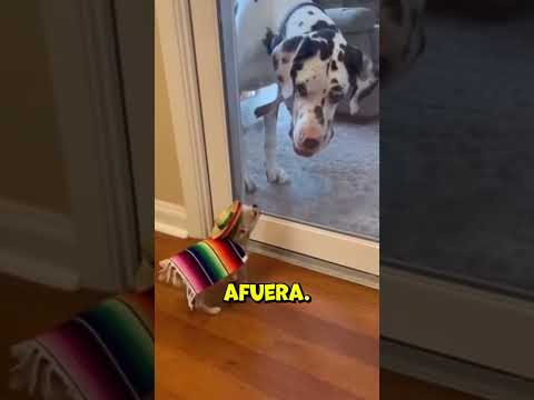 No sabía que la puerta se abriría #shorts