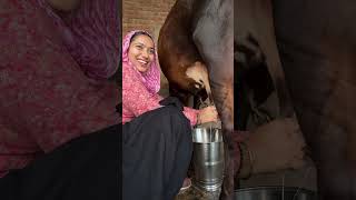 Cow milking