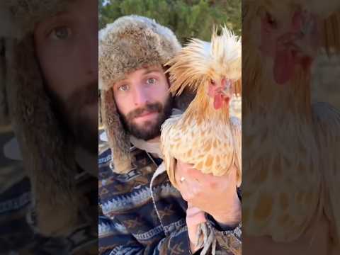how chickens get hypnotized 🤯