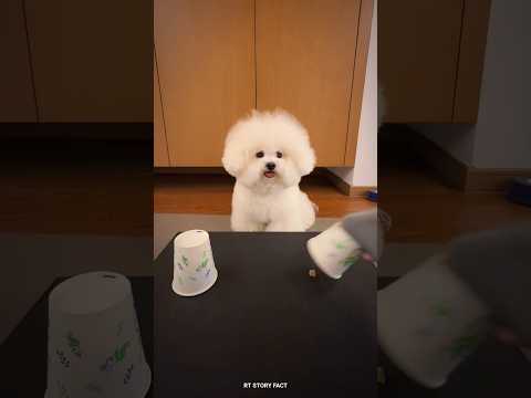 Dog Got Confident Too Early 😂