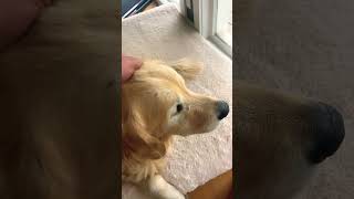 Cute doge #goldenretriever #puppy #dog #doggo #retreiver