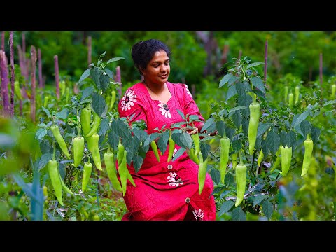 Fresh Capsicum recipes🌶️stuff them and prepare them in sweet traditional way🏺️🏺️