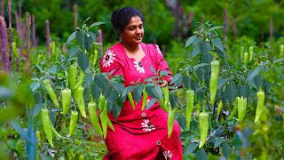 Fresh Capsicum recipes🌶️stuff them and prepare them in sweet traditional way🏺️🏺️