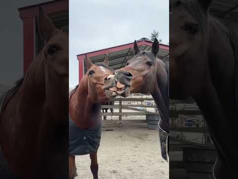 The horse is the most interesting animal #funny #youtubeshorts #funnyvideo #horse #foryou