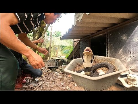 was horrified to discover a pair of giant king cobras eating chicken eggs in the nest.
