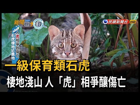 一級保育類石虎 棲地淺山 人「虎」相爭釀傷亡