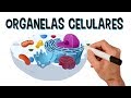Funções e Estruturas Celulares
