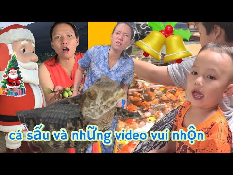 Cá sấu và những video vui nhộn