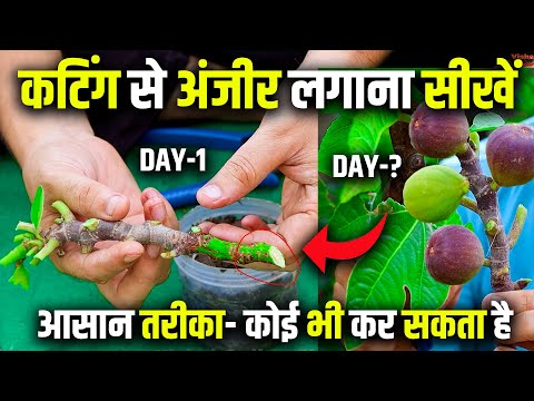Anjeer Ki Cutting Lagane Ka Sahi Tarika | Figs Plant Cutting & Propagation