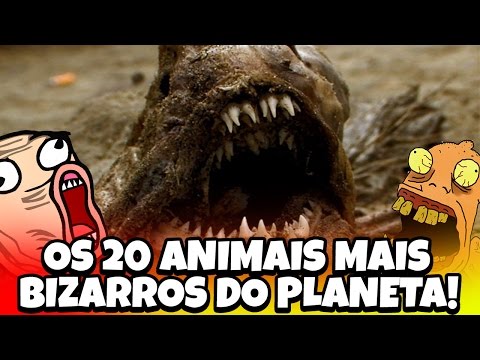 OS 20 ANIMAIS MAIS BIZARROS DO PLANETA