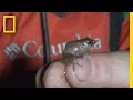 Amphibian Discovery and Research