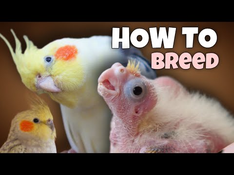 How to Breed Cockatiels 🐣 11 Tips for Successful Breeding