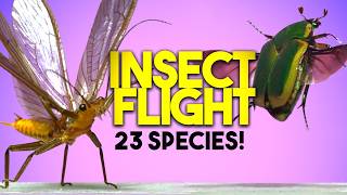 23 Amazing Insects in Flight – Slow Motion!