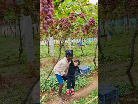 grapes garden maintenance baby #grapegarden #grape #tamilshorts #short