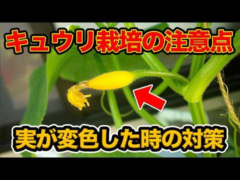 家庭菜園や農園のキュウリ栽培で黄色い実に要注意！栽培終盤に粘れるキュウリの育て方！【農家直伝】