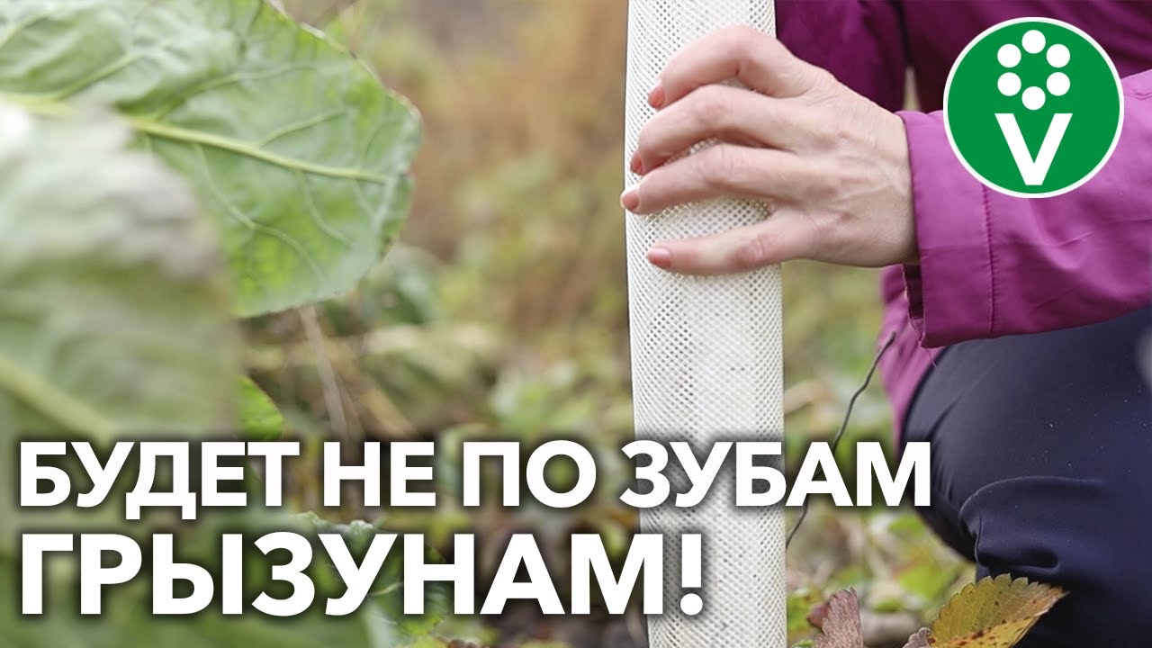 Три способа защитить деревья от мышей и зайцев зимой! И они работают!