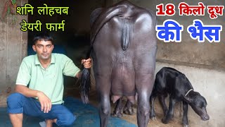 शनि लोहचब की गारंटी का 18 किलो दूध देने वाली भैस बिक्री के लिए उपलब्ध || शनि लोहचब डेयरी फार्म 