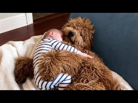 TRY NOT TO SAY, AWWW! 💞 | Adorable Animal Videos