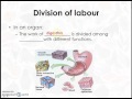 Cellular Functions and Division of Labor