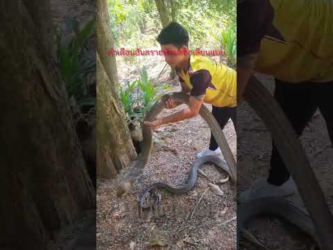 Kingcobra catch in barehands. #venomouscobra #kingcobra #cobrasnake #cobra #kingcobras