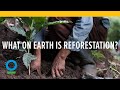 Forest Restoration and Climate Impact
