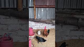 Pure Deshi Moroger Dak! #chicken #hen #birds
