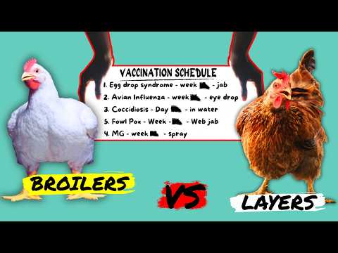 NEVER LOSE A CHICKEN AGAIN | FULL VACCINATION GUIDE FOR BROILERS & LAYER