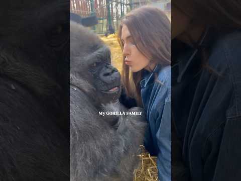 MY GORILLA FAMILY #viralvideo #viralvideo #youtubeshorts #youtubeshort #youtube #video #viralshorts