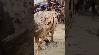 দিয়াবাড়ি হাটে ডিজাইন এগ্রো পার্কের গরু, ২০২৫।