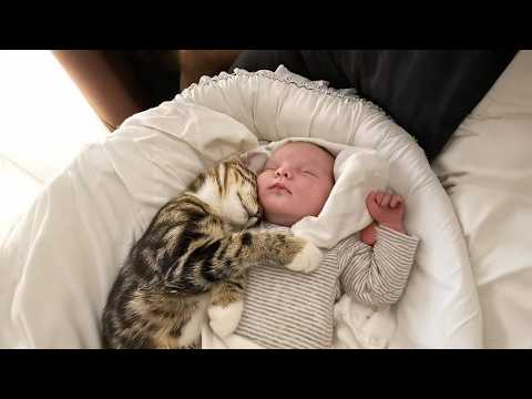 Heartwarming Cat and Baby Cuddles – Ultimate Cute Moments Compilation