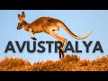 Avustralya Hayvanları ve Koala Parkı
