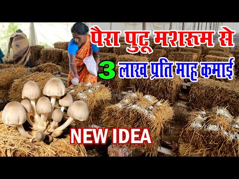 पैरा पूटु मशरुम की खेती कैसे करें ।"Paira putu" ki kheti kaise karen।"Paddy Straw" Mushroom Farming।
