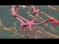 Deep-Sea Ecology and Oil Impact