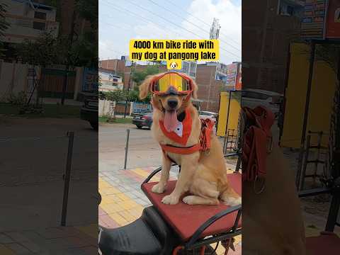 ￼￼￼Coco ￼￼पहुँच गया Pangong Lake Ladakh ! Bike ride with Golden Retriever 4000km ! @HimalayanAmit