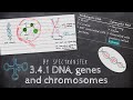 DNA Structure and Function Concepts