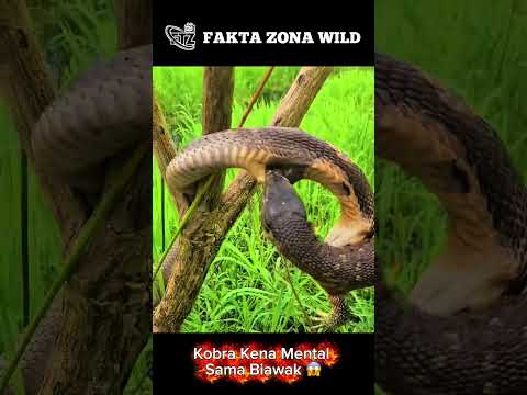 Kobra Menantang Biawak, Endingnya di Luar Dugaan⁉️😱#shorts #shortvideo #viralvideo