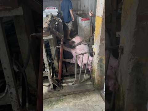 Vặt nhanh sạch vận hành đơn giản #trending #youtubeshortsviral #food #pig