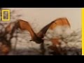 Black Flying Foxes: Nature's Gentle Giants