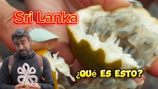 SRI LANKA 🇱🇰 (3/3) Nuwara Eliya y Kandy