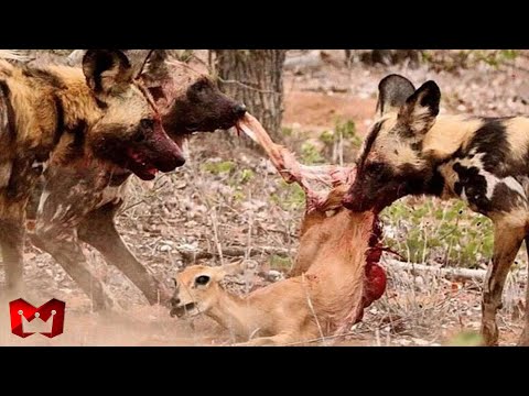 Momen Ketika Anjing Liar Afrika Berburu Dan Memakan Mangsanya Saat Masih Hidup…