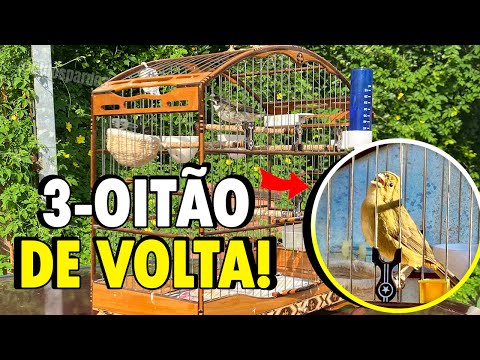 FAÇO CANTAR QUALQUER COLEIRO DESSA FORMA