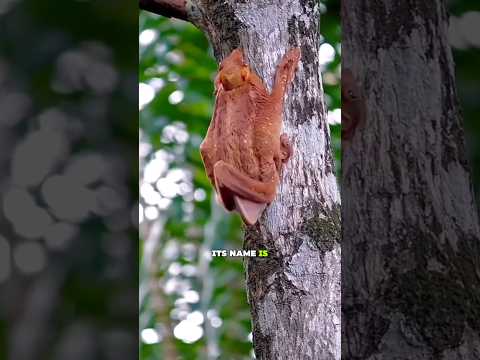 do you know about this animal #viral #shorts