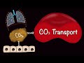 Carbon Dioxide Transport Mechanisms
