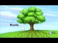 Understanding Trees and Their Benefits