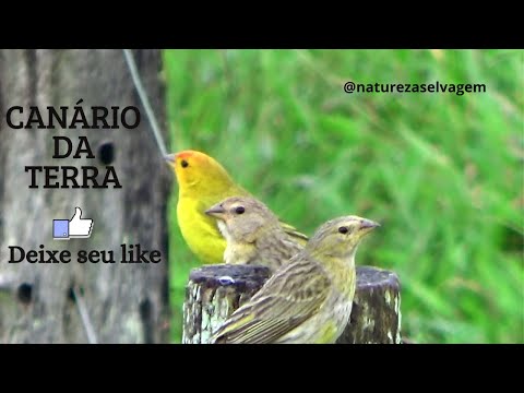 Áudio de canário da terra ótimo para encartar seus canários gravado 06 01 2025 N 407