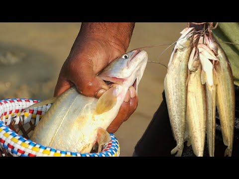 নদীতে পলো দিয়ে বোয়াল মাছ শিকার|মাছ ধরার ভিডিও