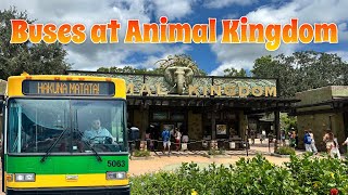 Disney Buses at Animal 🦒 Kingdom 