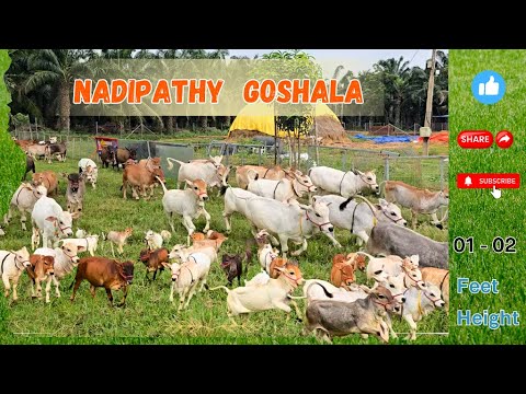 Playful Shortest Cows  Nadipathy Cattle | 01-02 Feet Cows |  Running Around the Far #viral #shorts