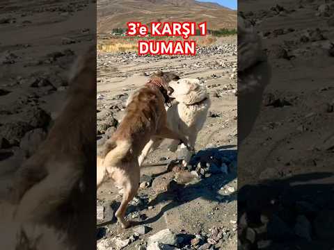 DUMAN SÜRÜ KÖPEKLERİNE KARŞI. #dog #animals #anadoluaslanı #kangal #safkangal #sürüköpekleri